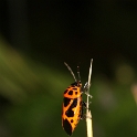 Macro chalet aout 2010 - 107